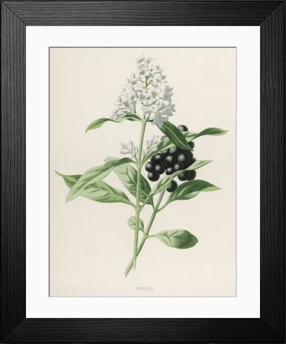 Framed Print : Plants / Ligustrum Vulgare Framed Print : Plants / Ligustrum Vulgare