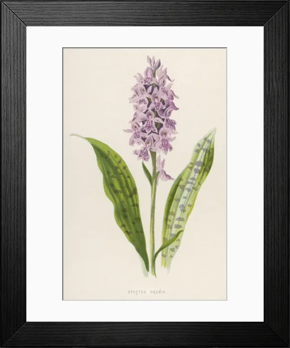 Framed Print : Plants / Orchis Maculata Framed Print : Plants / Orchis Maculata