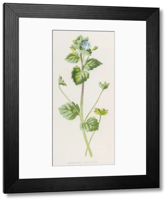 Framed Print : Veronica Buxbaumii Framed Print : Veronica Buxbaumii