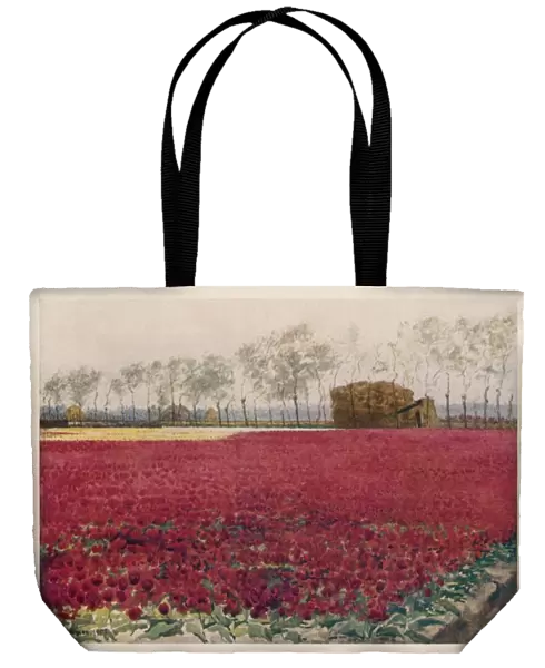 Red Tulip Field