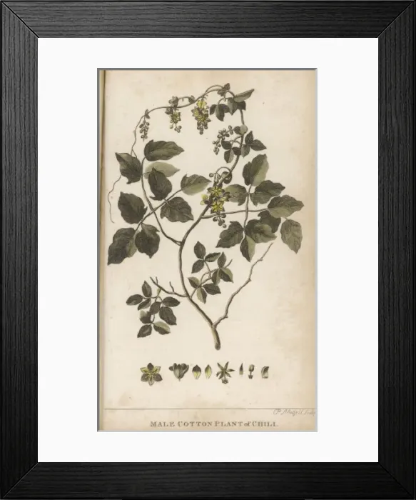 Framed Print : Plants / Gossypium Sp Framed Print : Plants / Gossypium Sp