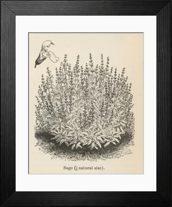 Framed Print : Salvia Officinalis Framed Print : Salvia Officinalis