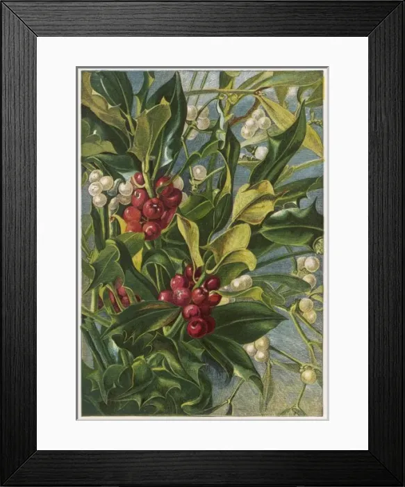 Framed Print : Holly & Mistletoe Framed Print : Holly & Mistletoe