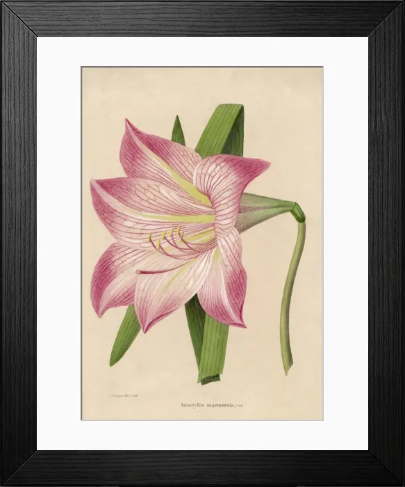 Framed Print : Amaryllis Marmorata Framed Print : Amaryllis Marmorata