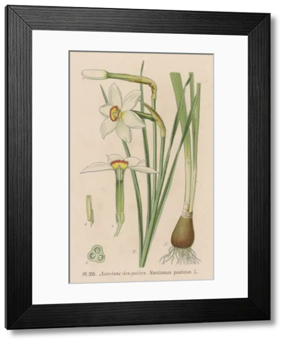 Framed Print : Narcissus Poeticus Framed Print : Narcissus Poeticus