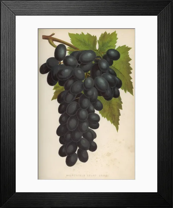 Framed Print : Grape / Practical Gardener Framed Print : Grape / Practical Gardener