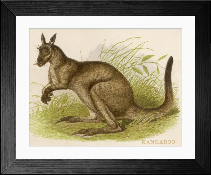 Framed Print : Kangaroos / Brittan / Scrap Framed Print : Kangaroos / Brittan / Scrap