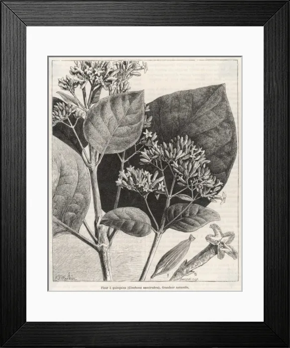 Framed Print : Cinchona Succirubra Framed Print : Cinchona Succirubra
