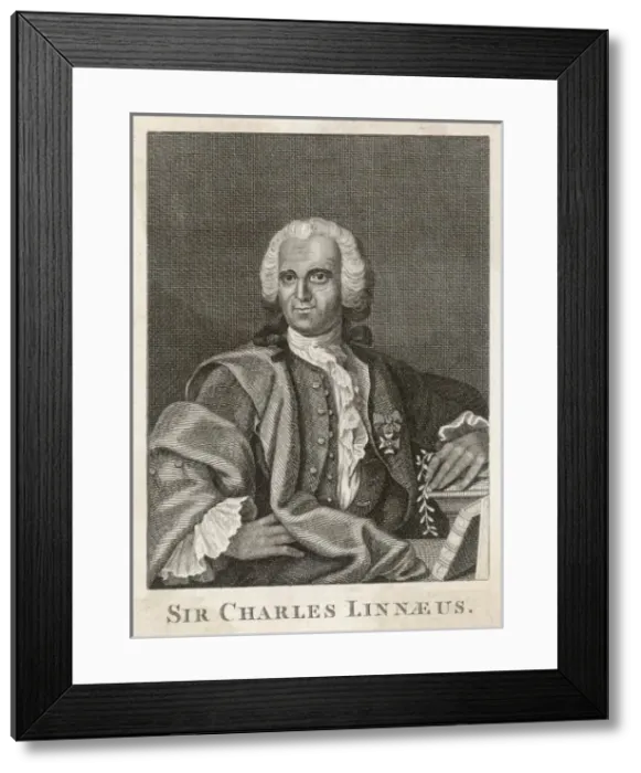Framed Print : Linnaeus / Naturalist / Anon Framed Print : Linnaeus / Naturalist / Anon