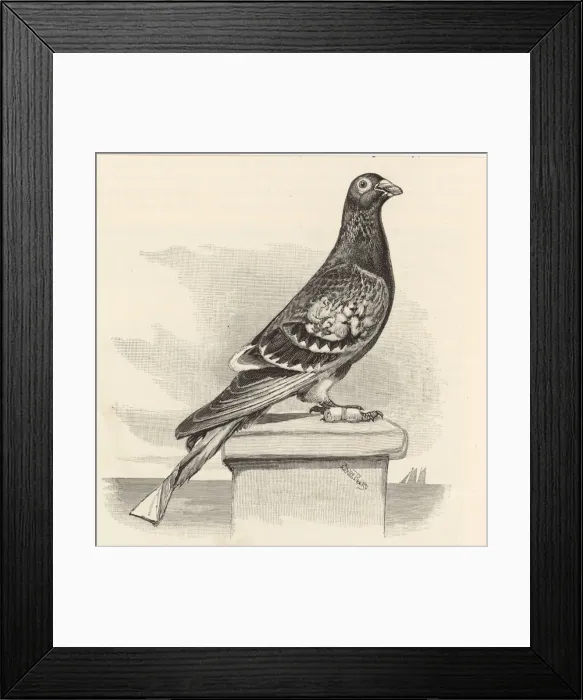 Framed Print : Pigeon with Message Framed Print : Pigeon with Message