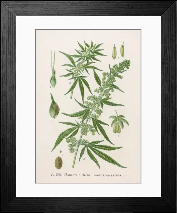Framed Print : Drugs / Marijuana Framed Print : Drugs / Marijuana