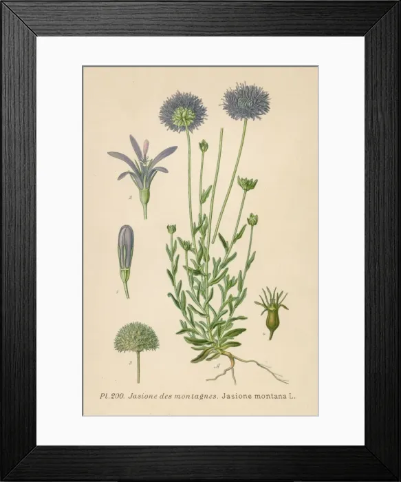Framed Print : Plants / Jasione Montana Framed Print : Plants / Jasione Montana