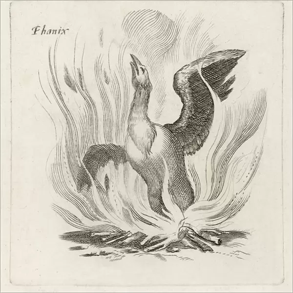 Folklore  /  Birds  /  Phoenix