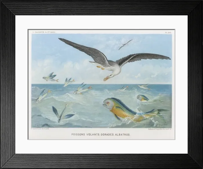 Framed Print : Albatross / Fish / Fredol Framed Print : Albatross / Fish / Fredol