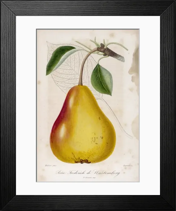 Framed Print : Fruit / Pear C1850 Framed Print : Fruit / Pear C1850