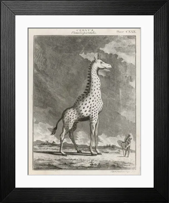 Framed Print : Giraffe, 18th Century Framed Print : Giraffe, 18th Century