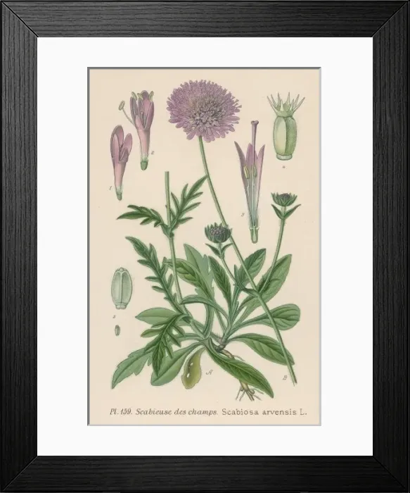 Framed Print : Plants / Scabiosa Arvensis Framed Print : Plants / Scabiosa Arvensis