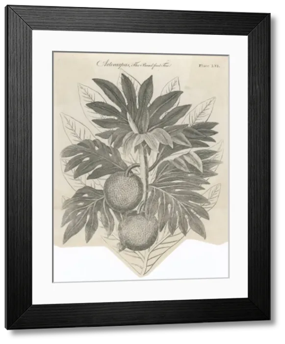 Framed Print : Plants / Artocarpus Incisa Framed Print : Plants / Artocarpus Incisa