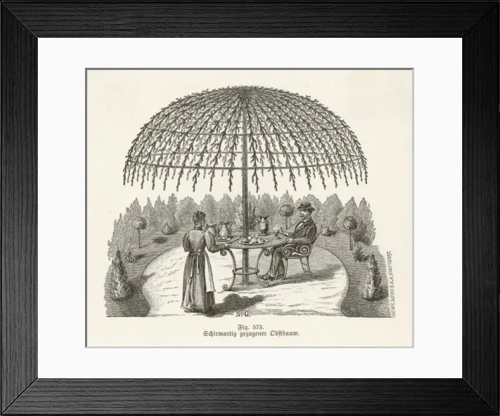 Framed Print : Trained Tree C1850 Framed Print : Trained Tree C1850