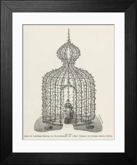 Framed Print : Trained Trees Framed Print : Trained Trees