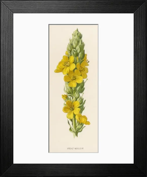 Framed Print : Verbascum Thapsus Framed Print : Verbascum Thapsus