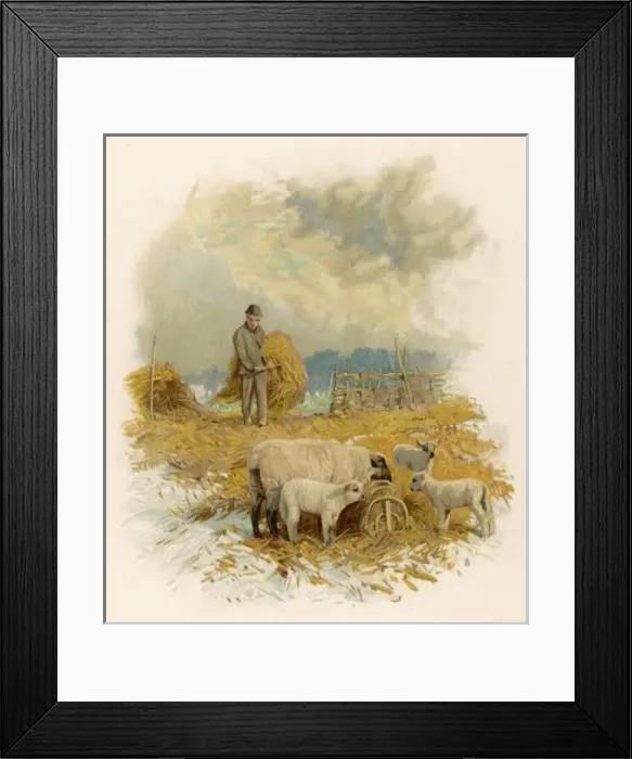 Framed Print : Feeding Sheep in Winter