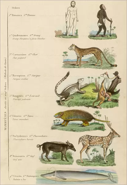 Orders of Mammals
