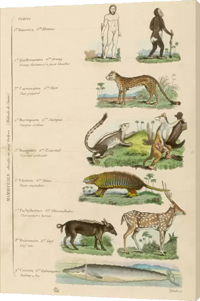 Orders of Mammals