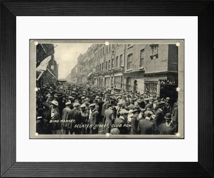 Framed Print : London Bird Market Framed Print : London Bird Market