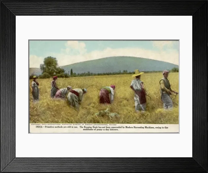 Framed Print : Harvesting in India - 1 Framed Print : Harvesting in India - 1