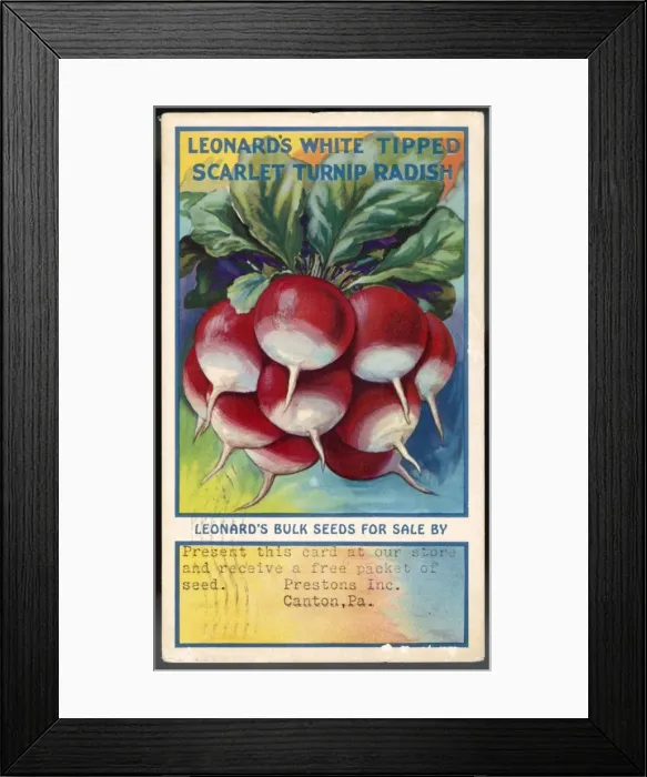 Framed Print : Vegetables / Radishes Framed Print : Vegetables / Radishes