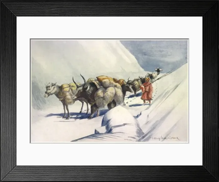 Framed Print : Yaks Carry Wool to India Framed Print : Yaks Carry Wool to India