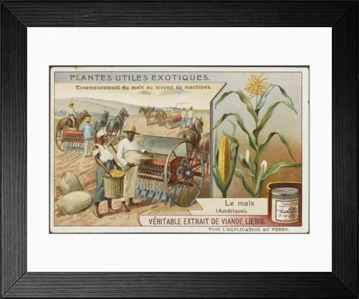Framed Print : Harvesting Maize Framed Print : Harvesting Maize