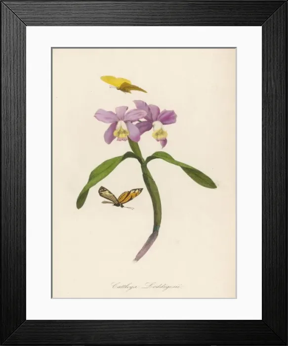 Framed Print : Cattleya Loddigesii Framed Print : Cattleya Loddigesii