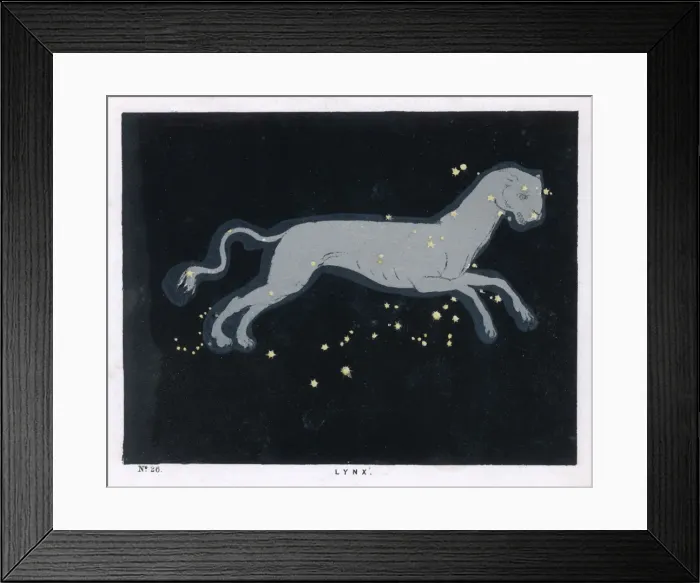 Framed Print : Blunt / Lynx / Plate 26 Framed Print : Blunt / Lynx / Plate 26