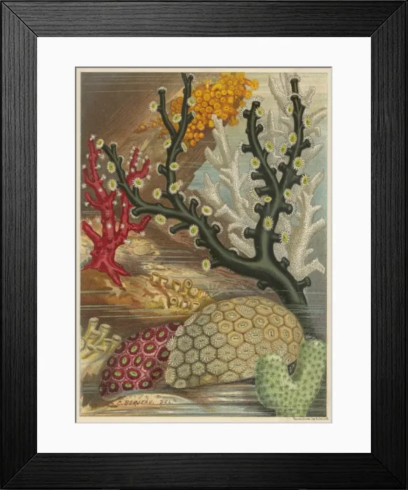 Framed Print : Coral / Various / Berjeau Framed Print : Coral / Various / Berjeau