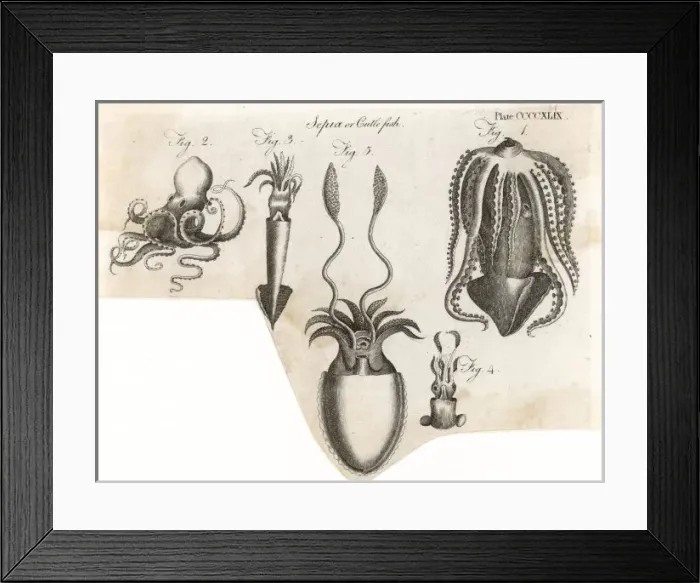 Framed Print : Various Cuttlefish