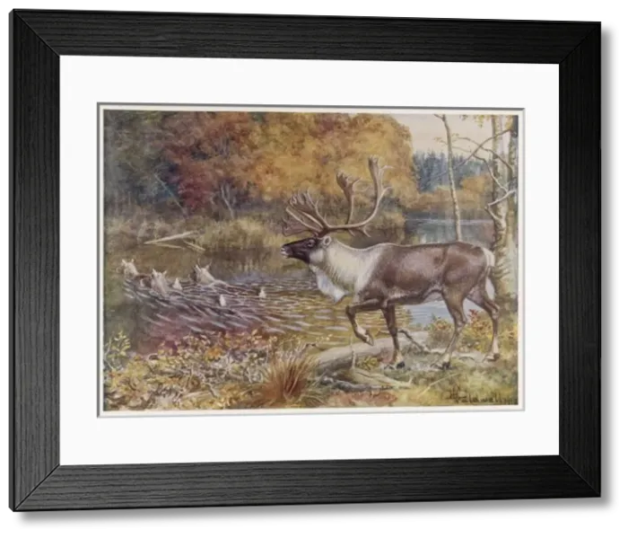 Framed Print : Caribou / Ency. of Sport Framed Print : Caribou / Ency. of Sport