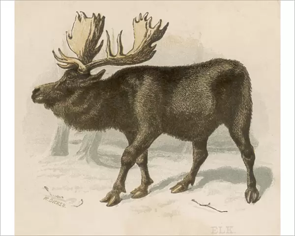 Moose(Elk)  /  Scrap  /  Brittan