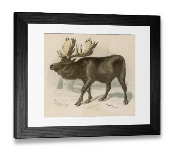 Framed Print : Moose(Elk) / Scrap / Brittan Framed Print : Moose(Elk) / Scrap / Brittan