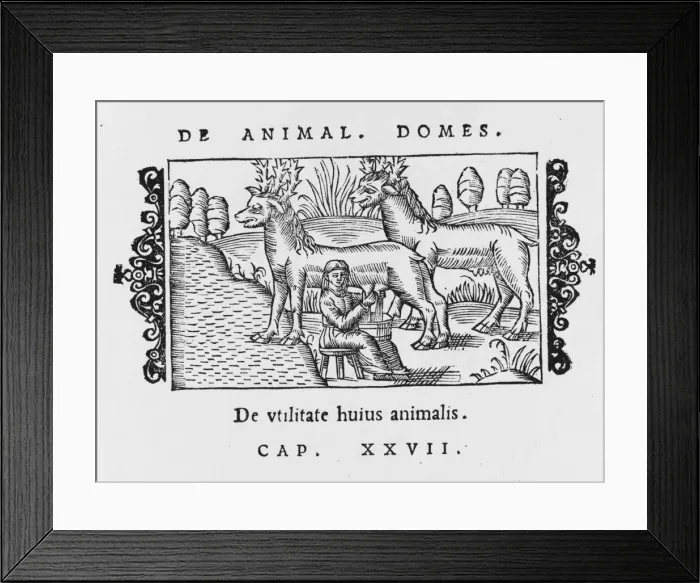 Framed Print : Reindeer / Olaus / Milking Framed Print : Reindeer / Olaus / Milking