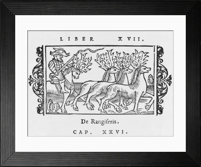 Framed Print : Reindeer / Olaus / Riding Framed Print : Reindeer / Olaus / Riding