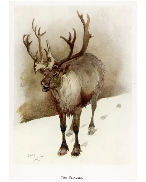 Reindeer  /  Cecil Aldin
