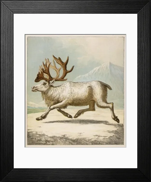 Framed Print : Reindeer / Kronheim Framed Print : Reindeer / Kronheim