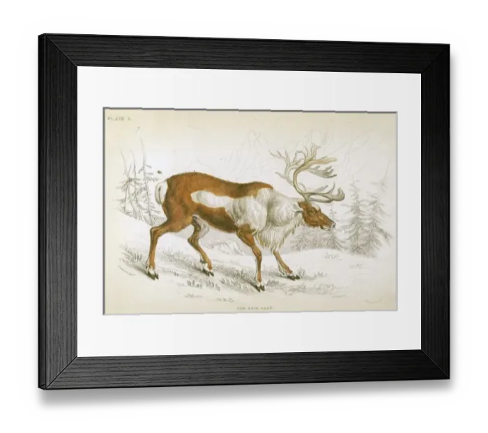 Framed Print : Reindeer / Naturalist s Framed Print : Reindeer / Naturalist s