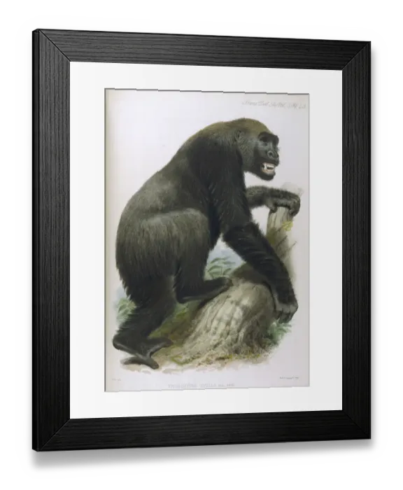 Framed Print : Gorillas / Zoo. Soc / Vol 5 Framed Print : Gorillas / Zoo. Soc / Vol 5