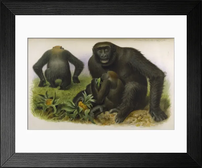 Framed Print : Gorillas  /  Zoo. Soc  /  Vol 5