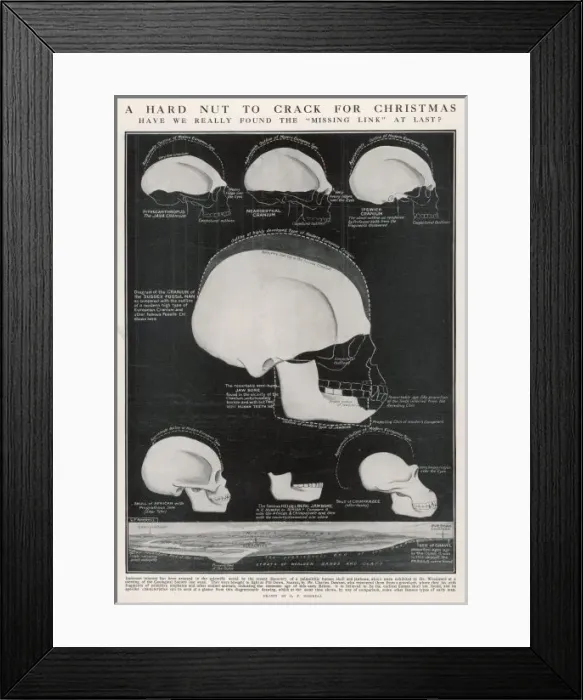 Framed Print : Piltdown Skull / Diagram Framed Print : Piltdown Skull / Diagram