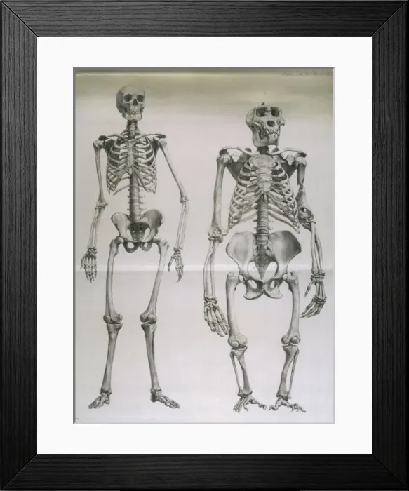 Framed Print : Man, Gorilla Skeletons Framed Print : Man, Gorilla Skeletons