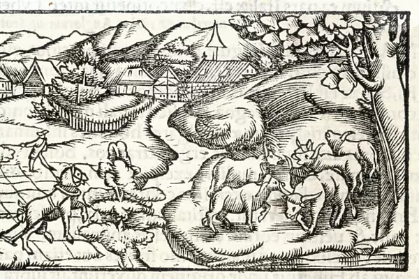 Farming in Middle Ages